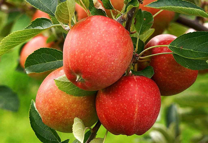 Mixed Apple Fruit Seeds for Planting – Heirloom, Non-GMO Diverse Crisp Garden Fruit Seeds