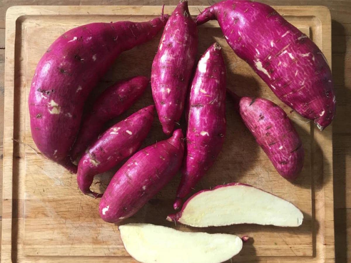 Japanese Pink Sweet Potato Seeds for Planting – Heirloom, Non-GMO, Nutritious Root Crop – High Germination