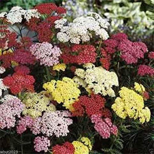 Yarrow Flower Seeds for Planting – Heirloom, Non-GMO, High Germination Organic Garden Seeds
