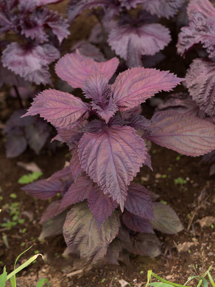 Purple Perilla Mint Seeds – Heirloom Non-GMO Aromatic Herbal Garden Seeds for Planting