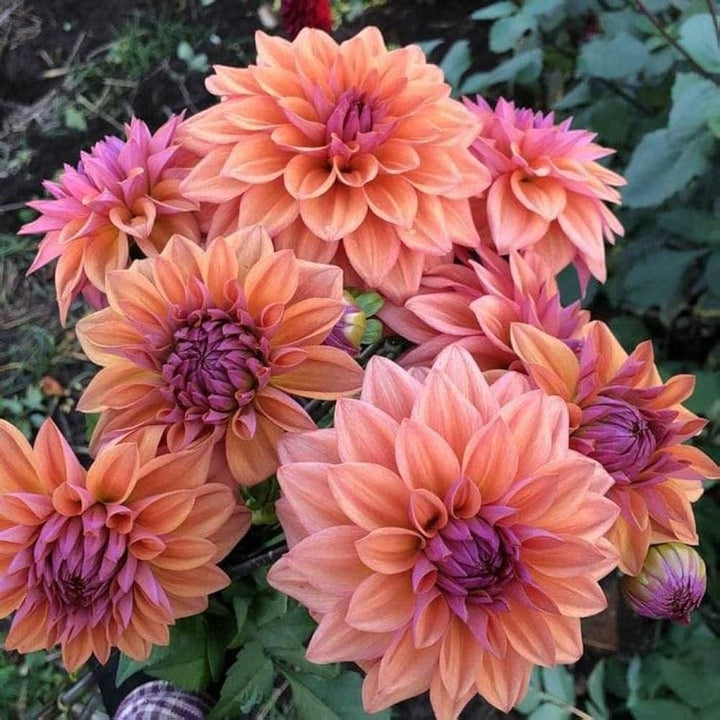 Orange Mix Dahlia Flower Seeds for Planting – Heirloom, Non-GMO, High Germination Organic Garden Seeds