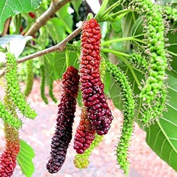 Fruit Seeds,Garden seeds, Seeds For Planting,Plant Seeds
