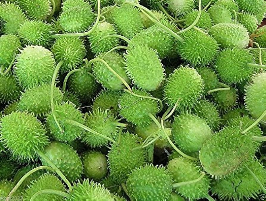 Vegetable Seeds,Garden seeds, Seeds For Planting,Plant Seeds