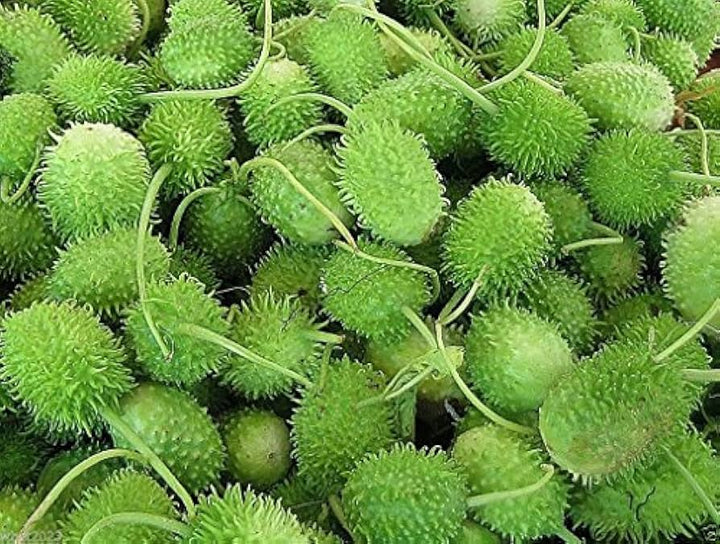 Vegetable Seeds,Garden seeds, Seeds For Planting,Plant Seeds