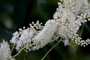 Cimicifuga Racemosa Flower Seeds for Planting – Hardy Variety Heirloom Non-GMO High Germination Organic Garden Seeds