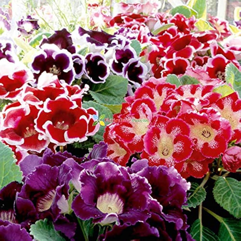Multi-Colour Gloxinia Flower Seeds for Planting – Heirloom, Non-GMO, High Germination Organic Garden Seeds