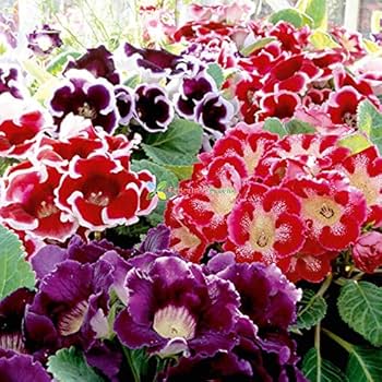 Mixed Colour Gloxinia Sinningia Flower Seeds for Planting, Heirloom Non-GMO High Germination Seeds
