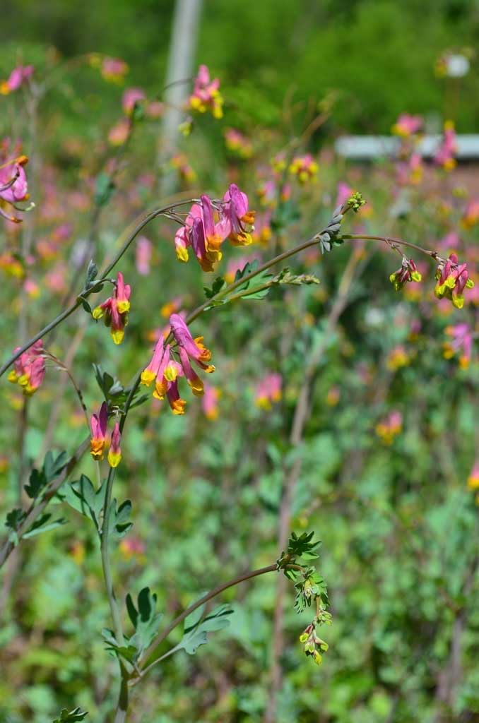 Flower Seeds, Seeds,Seeds For Planting,Plant Seeds