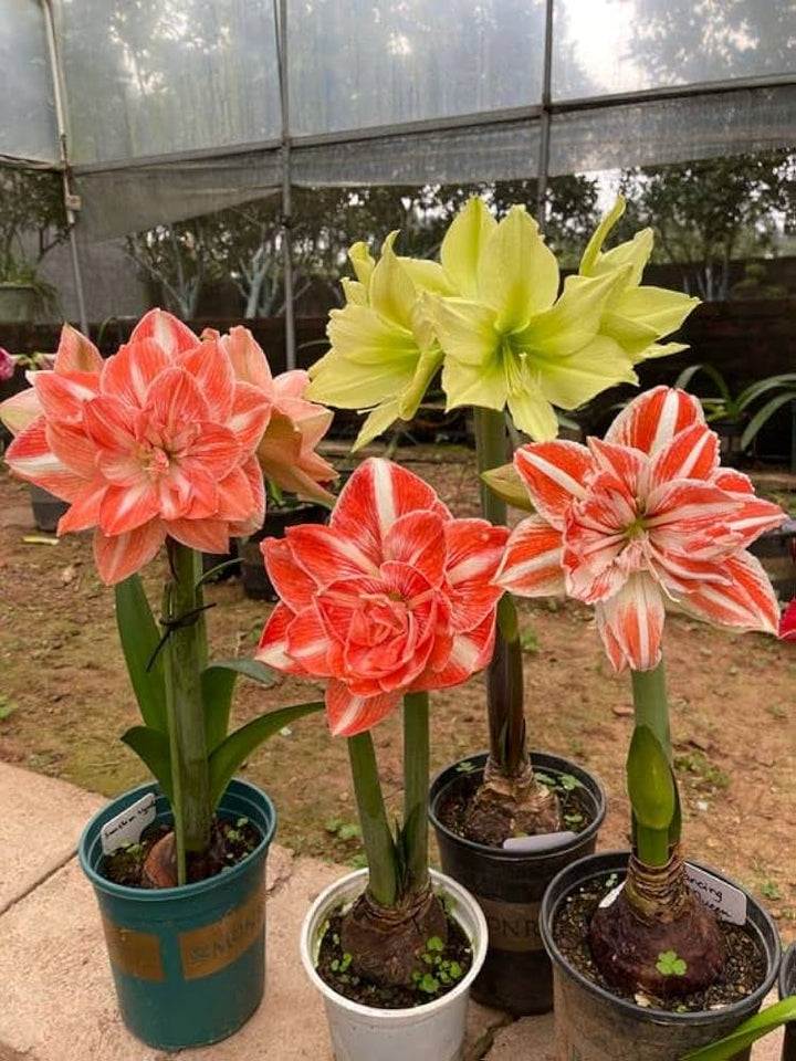 Mixed Color Amaryllis Flower Seeds for Planting – Heirloom, Non-GMO, High Germination Cut Flower Variety