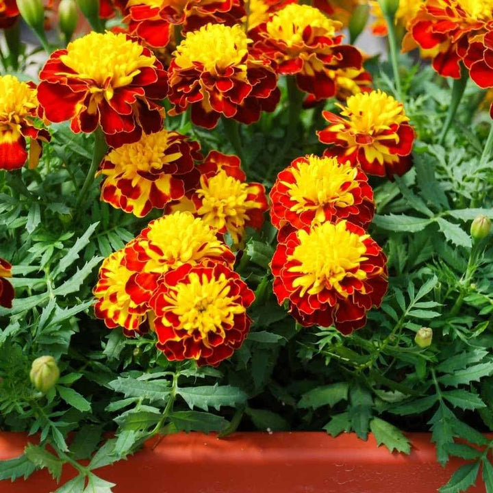 Marigold Flower Seeds for Planting Yellow & Orange – Hardy Variety, Heirloom, Non-GMO, High Germination Organic Garden Seeds