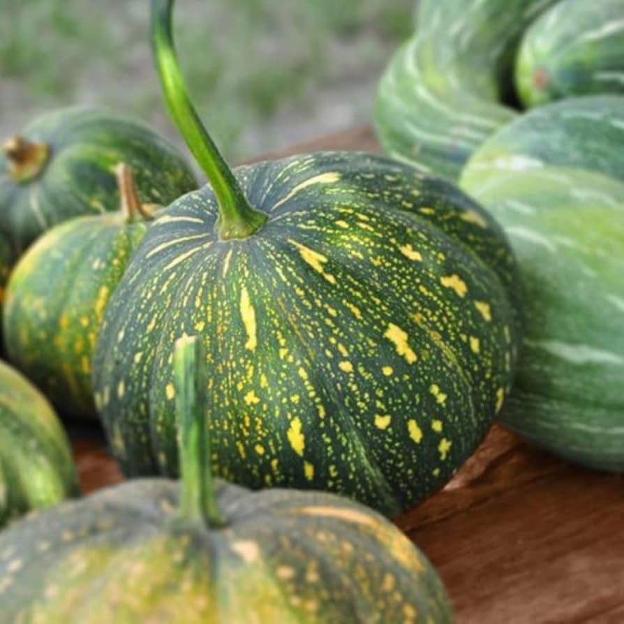 Jamaican Pumpkin Seeds for Planting – Heirloom Non-GMO High-Yield Organic Garden Seeds