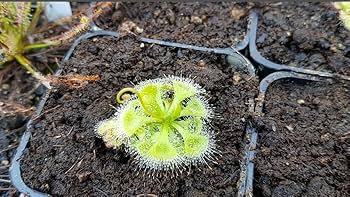 Green Hardy Sundew Flower Seeds for Planting – Heirloom Non-GMO, High Germination Organic Garden Seeds