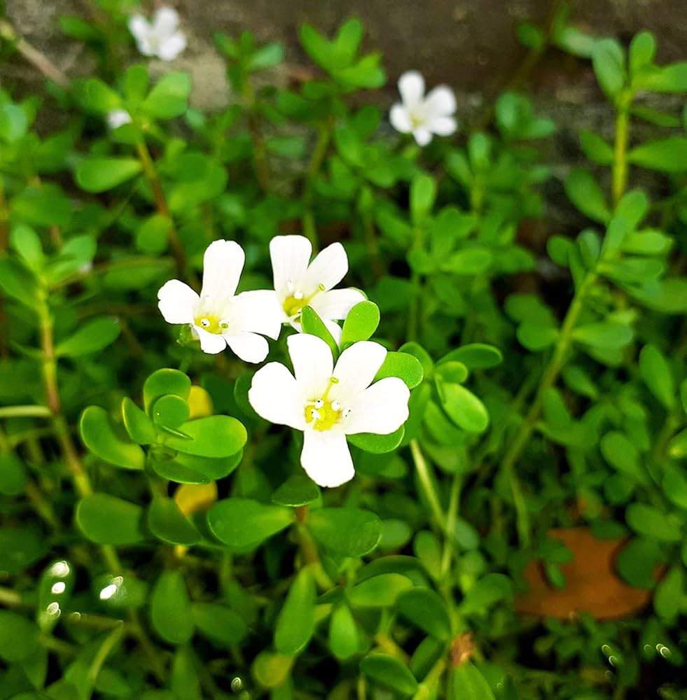 Brahmi (Bacopa monnieri) Seeds for Planting – Heirloom, Non-GMO Ayurvedic Medicinal Herb for Brain & Memory Support