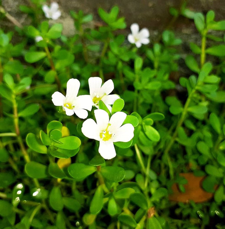Brahmi (Bacopa monnieri) Seeds for Planting – Heirloom, Non-GMO Ayurvedic Medicinal Herb for Brain & Memory Support