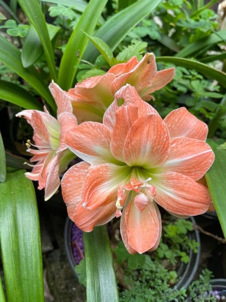 Light Orange Amaryllis Flower Seeds for Planting – Heirloom, Non-GMO, High Germination Organic Garden Seeds