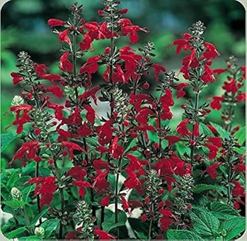 Flower Seeds, Seeds,Seeds For Planting,Plant Seeds