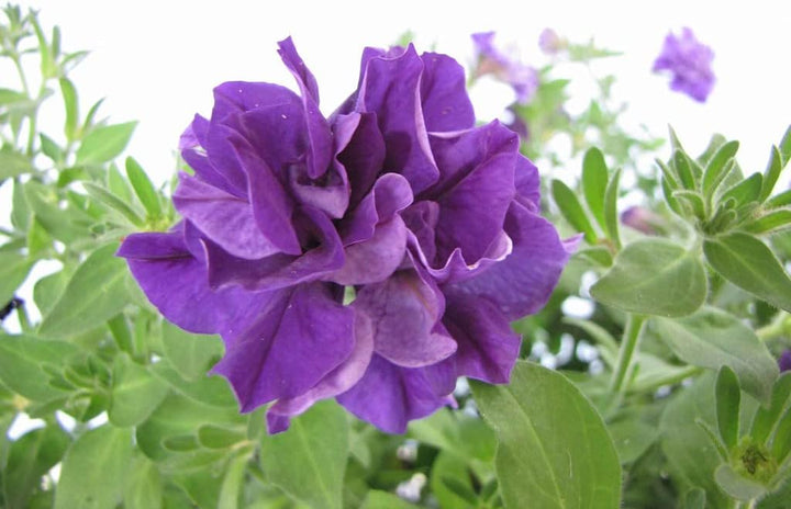 Flower Seeds, Seeds,Seeds For Planting,Plant Seeds