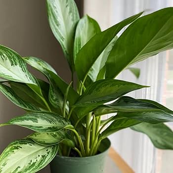 Aglaonema Green for Planting – Easy to Grow, Heirloom & Non-GMO Garden Seeds