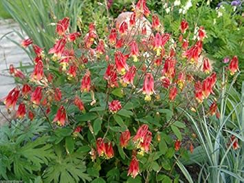 Flower Seeds, Seeds,Seeds For Planting,Plant Seeds