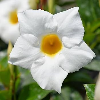 White Mandevilla Sanderi Flower Seeds for Planting – Easy to Grow, Heirloom, Non-GMO, High Germination Organic Garden Seeds