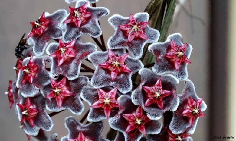 Ash Hoya Flower Seeds for Planting - Heirloom, Non-GMO, High Germination Organic Garden Seeds