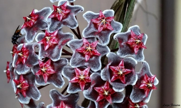 Ash Hoya Flower Seeds for Planting - Heirloom, Non-GMO, High Germination Organic Garden Seeds