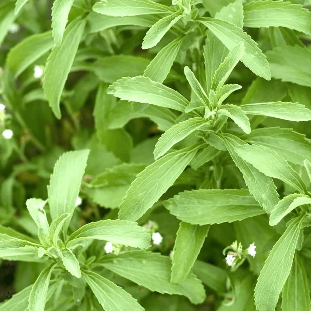 Stevia Herb Seeds for Planting – Heirloom, Non-GMO, Organic Garden Seeds with High Germination for Sweet Indoor & Outdoor Gardens
