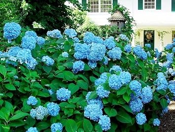Sea Blue Hydrangea Flower Seeds for Planting – Seasonal Bloomer, Heirloom, Non-GMO, High Germination Organic Garden Seeds