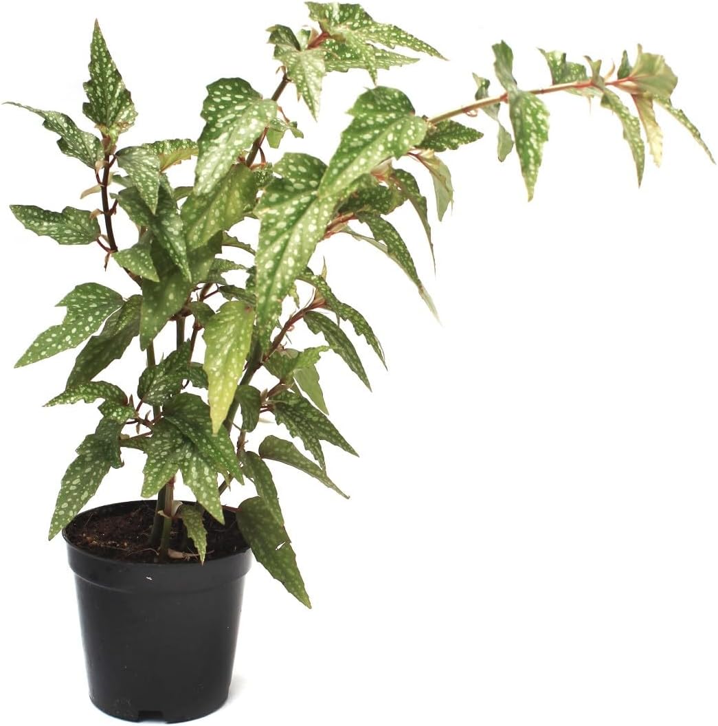 Flower Seeds, Seeds,Seeds For Planting,Plant Seeds