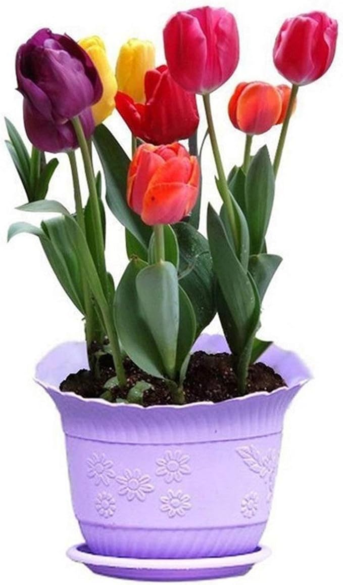 Mixed Tulip Flower Seeds – Seasonal Bloomer, Heirloom, Non-GMO, High Germination Organic Garden Seeds for Planting