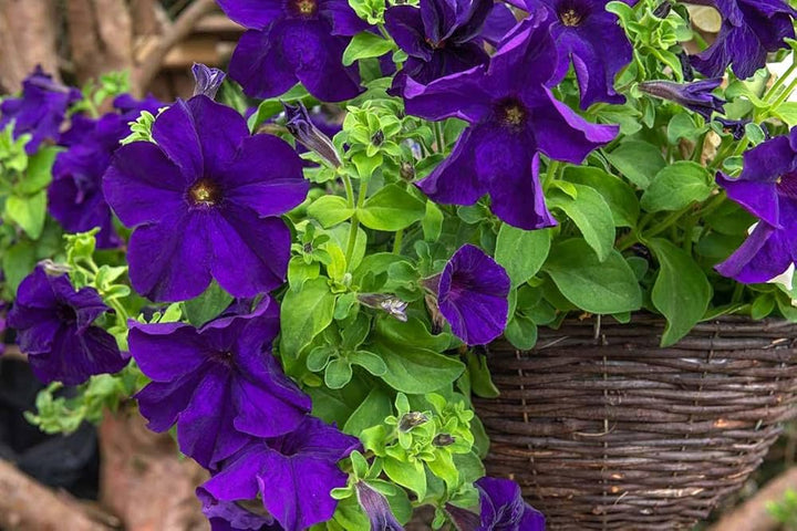 Deep Purple Petunia Flower Seeds for Planting – Heirloom, Non-GMO, High Germination Garden Seeds