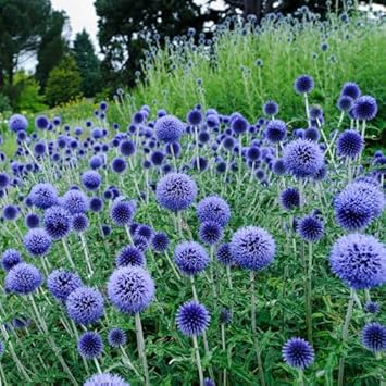 Echinops Ritro Flower Seeds for Planting | Heirloom, Non-GMO, High Germination Organic Garden Seeds for Drought-Tolerant Blooms