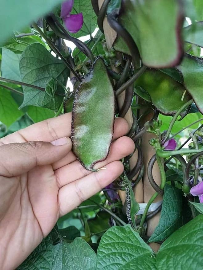 Hyacinth Bean Seeds for Planting – Fast-Growing, Climbing Vine with Vibrant Purple Flowers
