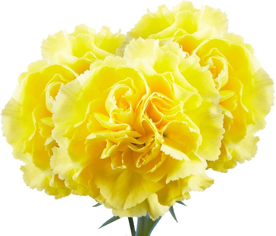 Yellow Carnations Flower Seeds for Planting | Heirloom Non-GMO High Germination Seeds