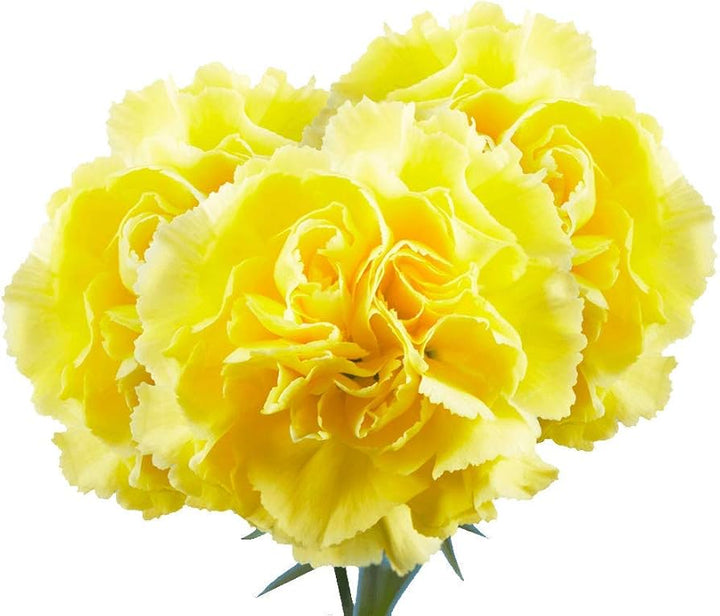 Yellow Carnations Flower Seeds for Planting | Heirloom Non-GMO High Germination Seeds