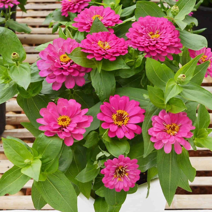 Yellow Pink Zinnia Flower Seeds for Planting – Easy to Grow, Heirloom, Non-GMO Garden Seeds