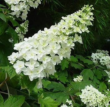 Flower Seeds, Seeds,Seeds For Planting,Plant Seeds
