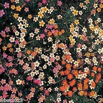 Flower Seeds, Seeds,Seeds For Planting,Plant Seeds