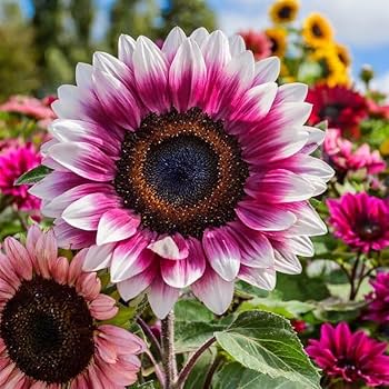 Mix Pink Sunflower Flower Seeds for Planting – Heirloom, Non-GMO, High Germination Organic Garden Seeds