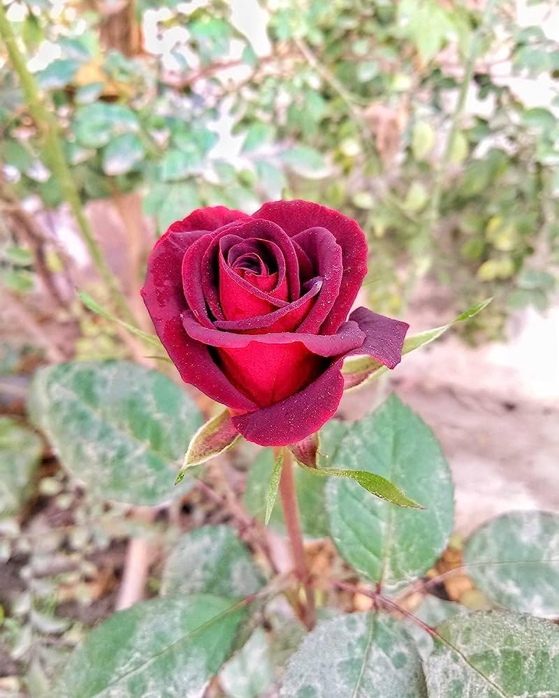Red Rare Rose Flower Seeds for Planting Heirloom Non-GMO High Germination Organic Garden Seeds