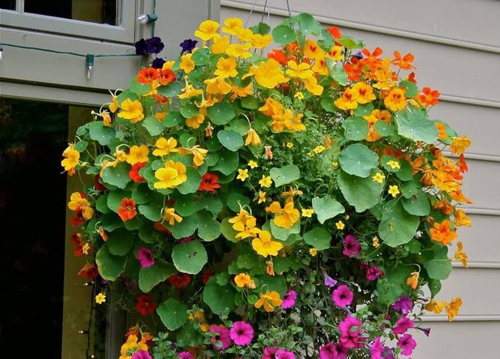 Flower Seeds, Seeds,Seeds For Planting,Plant Seeds