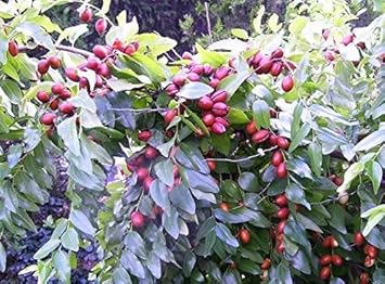 Fruit Seeds,Garden seeds, Seeds For Planting,Plant Seeds
