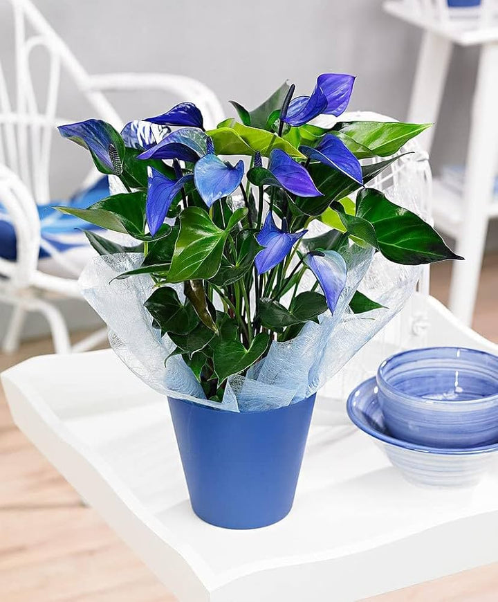 Blue Anthurium Flower Seeds for Planting – Heirloom, Non-GMO, High Germination Organic Garden Seeds