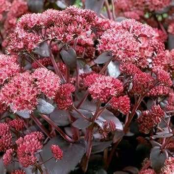 Flower Seeds, Seeds,Seeds For Planting,Plant Seeds