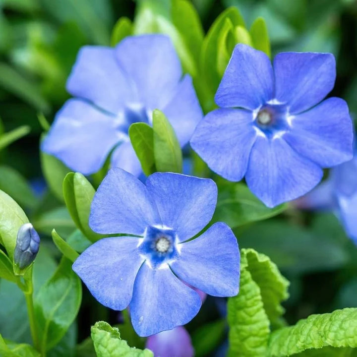 Blue Vinca Flower Seeds for Planting – Heirloom, Non-GMO, Perfect Border Garden Seeds