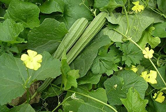 Luffa Gourd Seeds – Heirloom Non-GMO Edible and Sponge-Producing Vegetable Seeds for Planting, Organic Garden Seeds