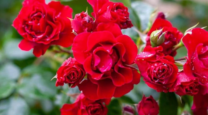 Home Garden Rose Flower Seeds for Planting Red – Premium Quality, Heirloom, Non-GMO, High Germination Organic Garden Seeds