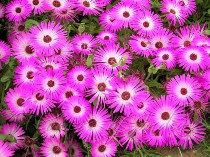 Pink Dorotheanthus Flower Seeds for Planting – Heirloom, Non-GMO, Organic Garden Seeds, High Germination