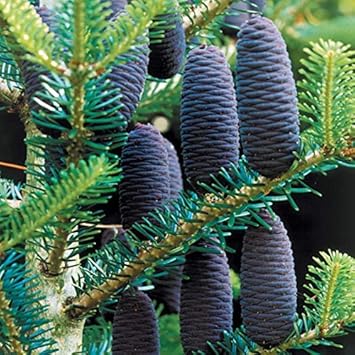 Flower Seeds, Seeds,Seeds For Planting,Plant Seeds