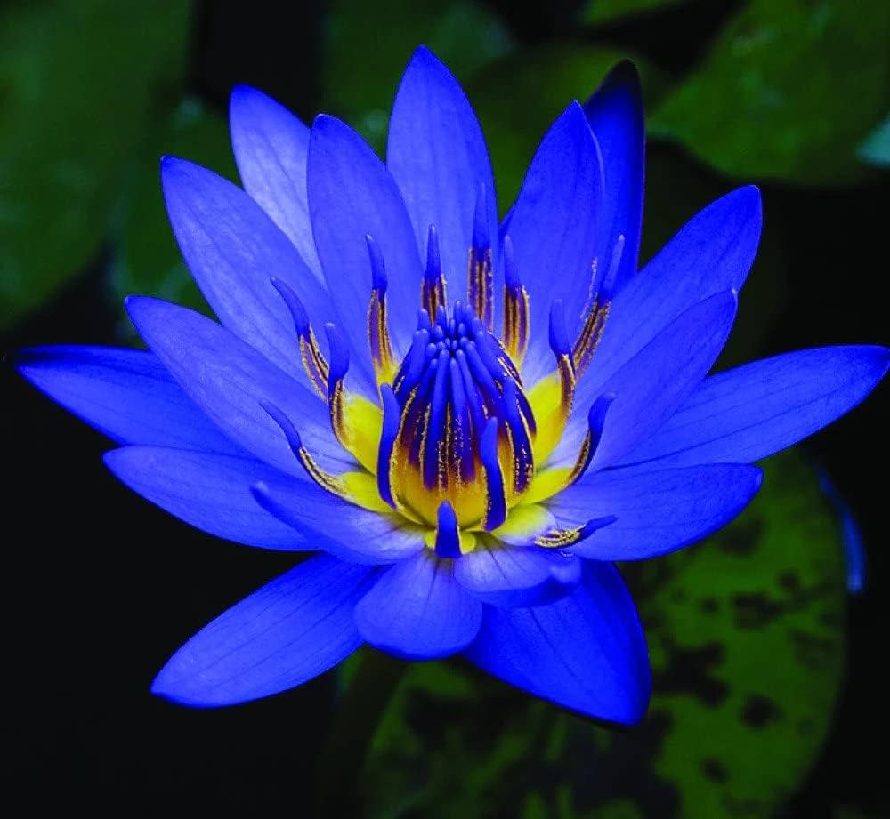 blue lotus flower seeds Blue Lotus Seeds (Nymphaea caerulea) – Heirloom, Non-GMO Water Garden – Earthechoseeds